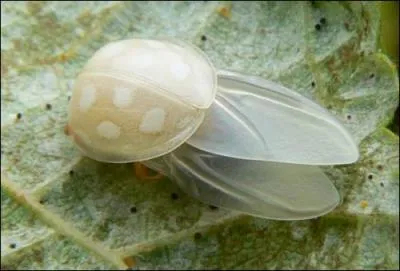Aide-toi, et le bon dieu t'aidera, quel est cet insecte ?