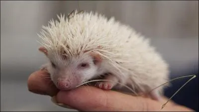 Tu vas sûrement trouver du piquant à cette question : Quel est cet animal ?