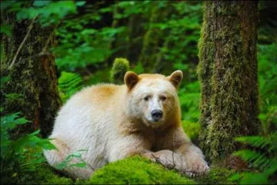 Cet ours n'est pas albinos, en fait c'est un ours noir dont quelques uns seulement ont cette couleur, on ne le trouve que dans une seule région du monde, la Colombie britannique, on l'appelle ...