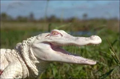 Tu devrais le reconnaître facilement, c'est à cause de lui que le capitaine Crochet a perdu sa main !