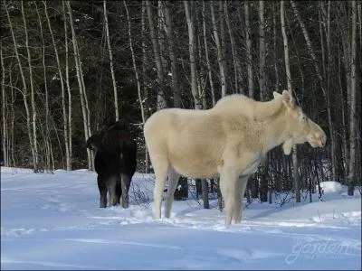 Au Québec on l'appelle orignal, en France il porte un autre nom !