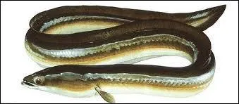 Dans quel cas faites-vous preuve de violence mal à propos ?