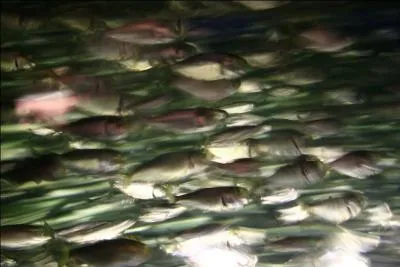 Quand il ne s'agit pas des petits poissons rejetés par le pêcheur, qu'est-ce que le menu fretin ?