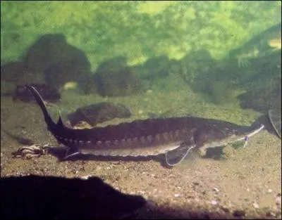 Que ne donne-t-on pas aux cochons, au Québec ?