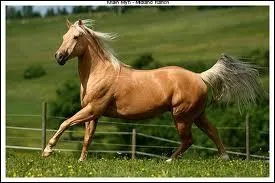 Quelle est la robe de ce cheval ?