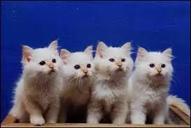 Quelle expression n'est pas la bonne ?