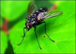 Quelle expression n'est pas la bonne ?