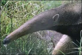 Mon premier est la tienne, mon deuxième est la mienne, mon troisième se prend petit et sucré, mon tout est gratteur, collant et n'a pas sa langue dans sa poche !