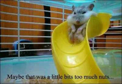 Mon premier se lève à l'aube, mon deuxième est joli, mon troisième protège les doigts, mon tout amuse les enfants !