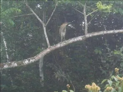 Mon premier est musical, mon deuxième abusa de la boisson, mon troisième met en ordre, mon tout raconte des histoires !