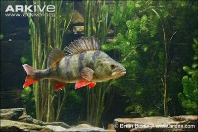 A quoi la perche peut-elle aussi se faire prendre ?