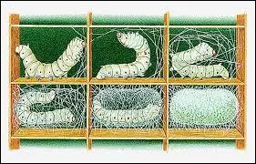 Comment appelle-t-on la personne qui élève des vers à soie ?