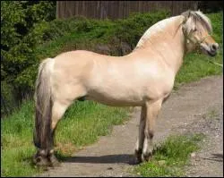 Quelle est cette race de cheval ?