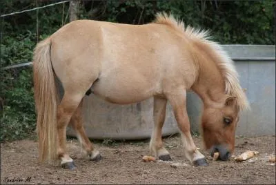 Quelle est cette race de cheval ?