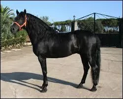 Quelle est cette race de cheval ?