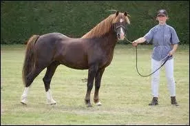 Quelle est la robe de ce poney ?