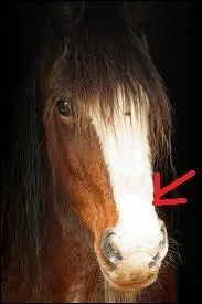 Comment s'appelle cette marque ?