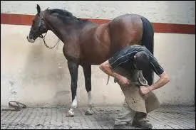 Comment s'appelle la personne qui nettoie les sabots du cheval et qui met les fers aux chevaux ?