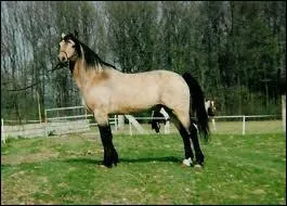 Quelle est la robe de ce cheval ?