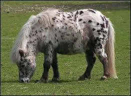 Le poney Shetland est la race la plus petite au monde.