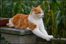 Grâce à quelle partie de son corps le chat s'oriente-t-il principalement ?