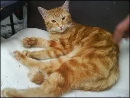 À quelle catégorie le chat appartient-il ?