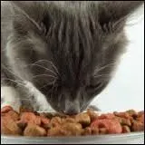 De quoi le chat ne se nourrit-il pas ?
