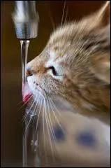De quelle quantité d'eau le chat a-t-il besoin par jour ?
