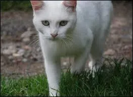 Comment appelle-t-on la femelle du chat ?