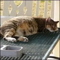 Combien de temps le petit reste-t-il dans le ventre de sa mère ?