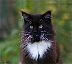 Quelle est cette race ?