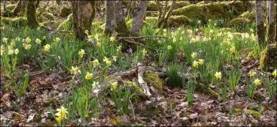 Complétez la phrase « J'adore les jonquilles, (cueillir) beaucoup ! » Impératif présent.