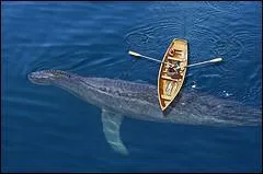 Quels sont les éléments susceptibles de pouvoir prouver l'existence du Cadborosaurus willsi, autrement surnommé "Caddy", un immense cheval marin supposé être un archéocète, l'ancêtre même des baleines ?