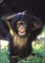 «On dirait que le singe n'a été fait que pour humilier l'homme et lui rappeler qu'entre lui et les animaux, il n'y a que des nuances. »