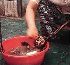 «On peut juger de la grandeur d'une nation par la façon dont les animaux y sont traités. »