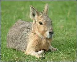 Il ressemble à un lièvre et c'est un rongeur, quel animal est-ce ?