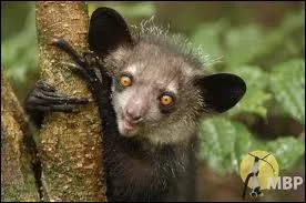 Faisant partie des primates, il est très rare lui aussi.