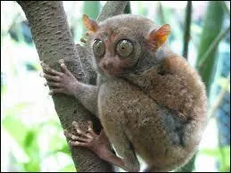 C'est un primate rare qui a les yeux plus gros que le ventre, on dirait, c'est :