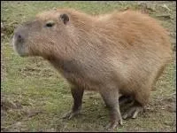 C'est un rongeur et il est le plus gros de cette espèce, quel animal est-ce ?