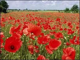 Le coquelicot possède des vertus apaisantes.