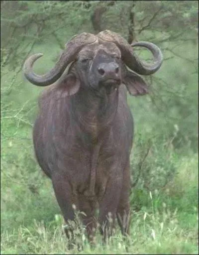 Quel est cet animal ?