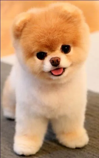 Comment s'appelle ce chien ?