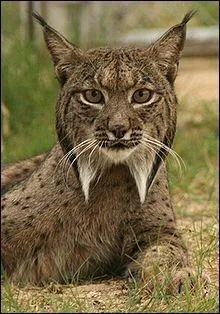 Ce félin est peut-être mignon mais ne vous fiez surtout pas aux apparences car malgré sa petite taille, cet animal est très agressif . C'est ...