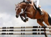 Quiz Equitation : le saut d'obstacle