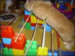 Ce n'est pas un vrai obstacle, ni un équidé mais vous pouvez quand même identifier ce type d'obstacle ?