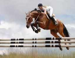 Quiz Chevaux
