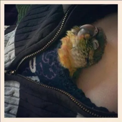 Mon premier est l'inverse de ma mère, bébé est content de faire mon deuxième, les bateaux s'amarrent sur mon troisième et mon tout répète tout ce que je dis !