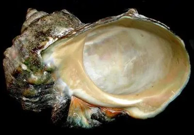 D'où vient la nacre de belle qualité appelée burgaudine ?