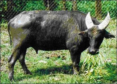 Ces petits buffles aux cornes droites vivent aux Philippines.