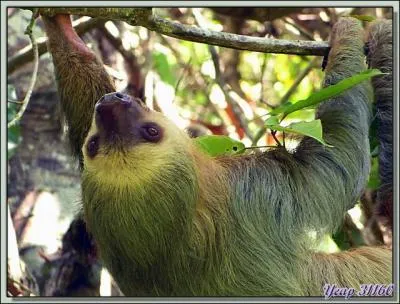Quelle est la variante orthographique que prend ce paresseux au pluriel ?